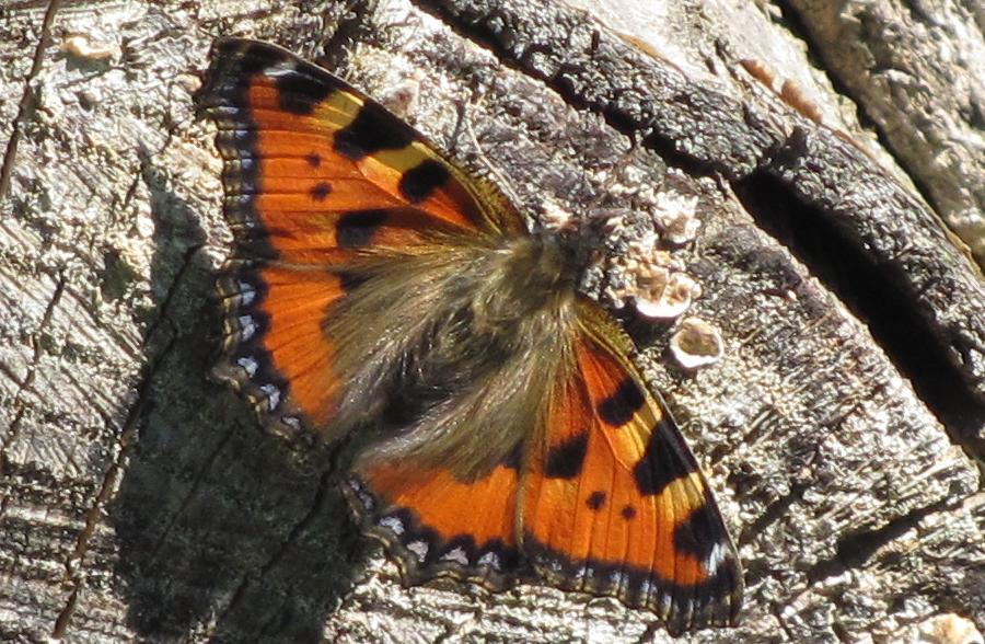 Aglais urticae?